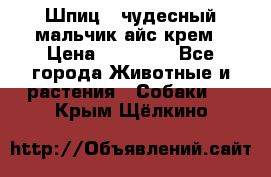 Шпиц - чудесный мальчик айс-крем › Цена ­ 20 000 - Все города Животные и растения » Собаки   . Крым,Щёлкино